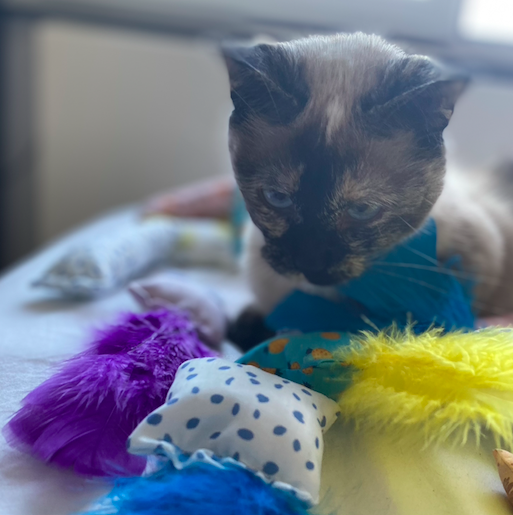 Aluna-kattenspeeltjes