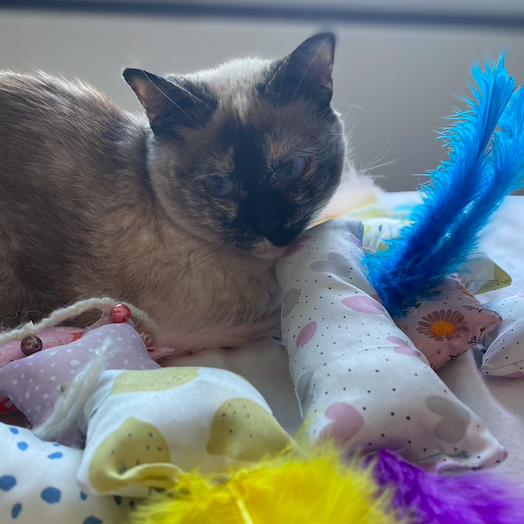 Aluna-kattenspeeltjes